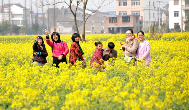 浙江仙居：油菜花开游人醉