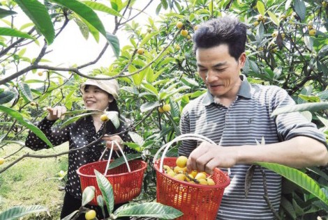 尖山枇杷熟了