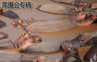 卖萌的河马